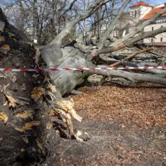 Czy można wbijać gwoździe w drzewo? Poznaj skutki i zagrożenia
