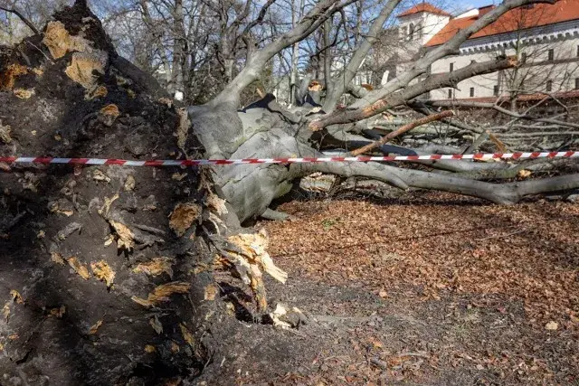 Czy można wbijać gwoździe w drzewo? Poznaj skutki i zagrożenia